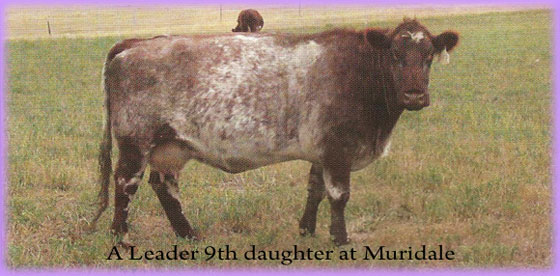 A Leader 9th daughter at Muridale Shorthorns