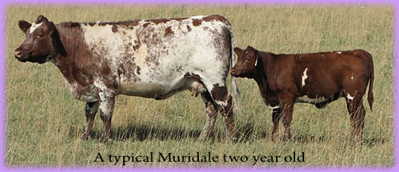 A typical two year old at Muridale Shorthorns