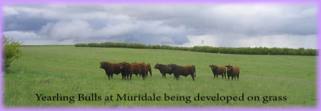 Young bulls being developed at Muridale Shorthorns